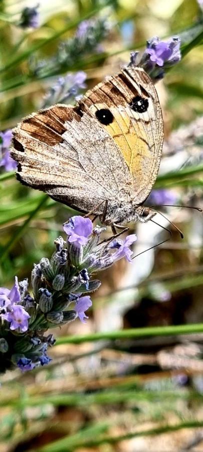 Villa Kuca Za Odmor Leptiric Pisak Exterior foto